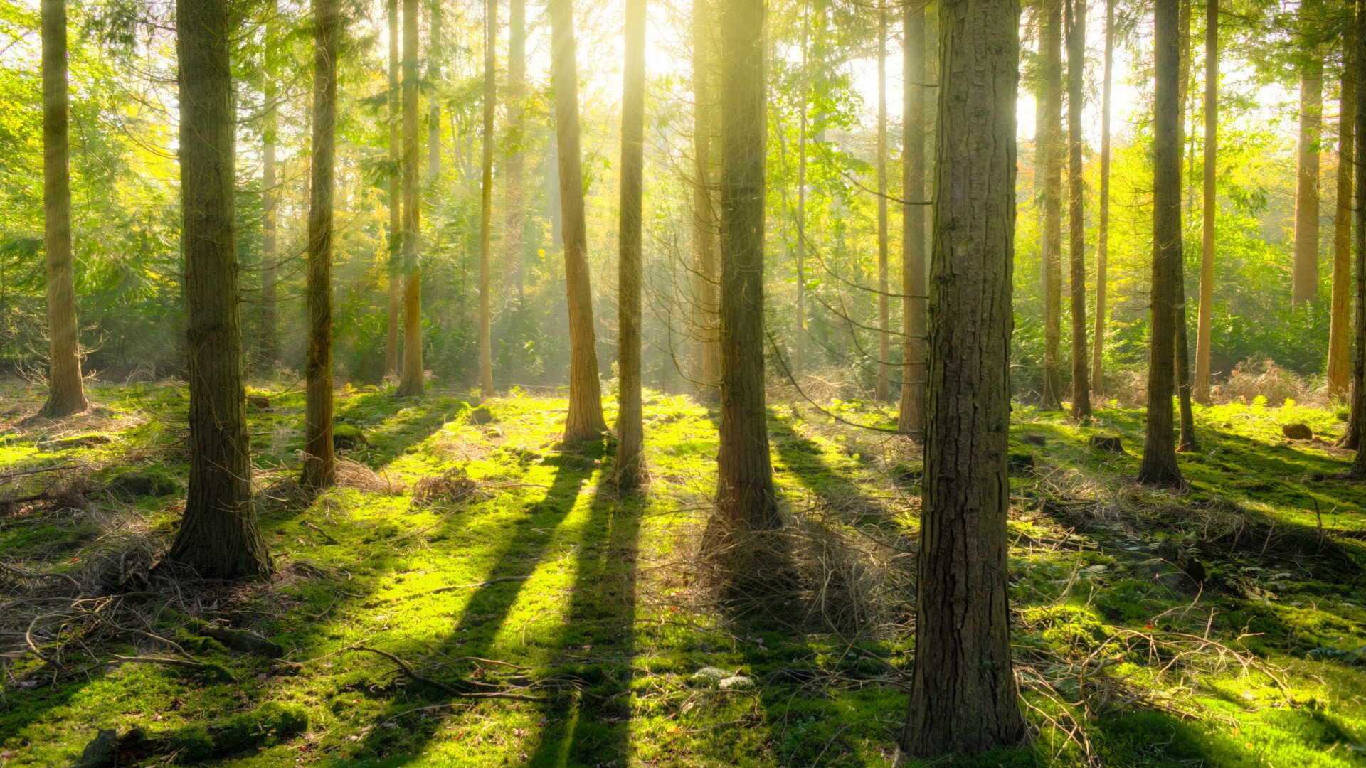 依诺木业教您如何选择北美材-什么是FAS级木材