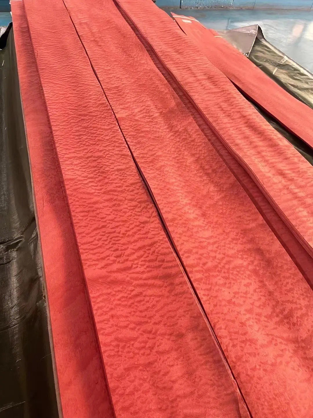 染色沙比利球纹