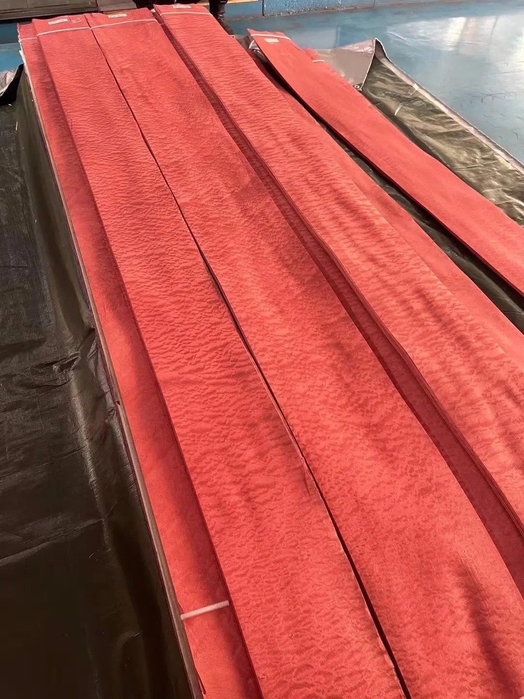 染色沙比利球纹